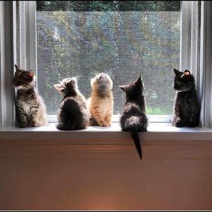 Meet your Posher, Serra